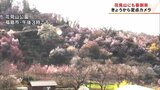 福島の桃源郷“花見山”に情報カメラ設置 ソメイヨシノまもなく開花|TBS NEWS DIG