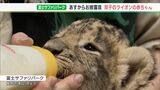 「ギャオー」と鳴く姿もかわいい　双子の仲良しライオン赤ちゃん一般公開へ＝静岡・富士サファリパーク|TBS NEWS DIG