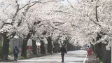 サクラのトンネル「夜の森の桜」満開に 4月1日避難指示一部解除、富岡町のシンボル 福島|TBS NEWS DIG
