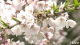 早咲きの「しだれ桜」が見ごろ　愛媛・鬼北町|TBS NEWS DIG