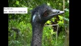 “エミュー”が展示場から脱走、オスに追いかけられて柵を飛び越えたか…捕獲されて獣舎に戻るも死ぬ　来園者らにケガ無し|TBS NEWS DIG