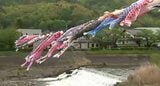 地域から元気を発信しようと30年以上…約100匹のこいのぼりが信州・上田市の川に…家庭から譲り受けたものが多く…子どもたちも笑顔！|TBS NEWS DIG