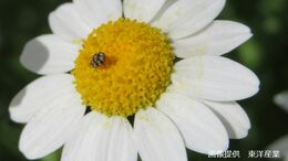 「お気に入りのニットが...」あなたの家にもいるはず　衣類や乾物を食べる小さな虫「ヒメマルカツオブシムシ」専門家の予防策とは？|TBS NEWS DIG