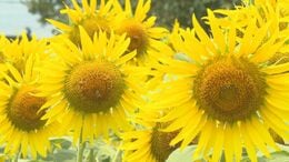 福島へ届け…東日本大震災からの復興願う3万本のヒマワリ　大輪の花が満開に　|　大分のニュース｜OBS NEWS｜大分放送