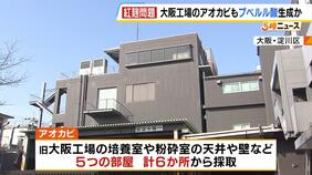 小林製薬「紅麹」問題　旧大阪工場で『アオカビ』採取…プベルル酸を生成する種類と確認　大阪市が明らかに|TBS NEWS DIG