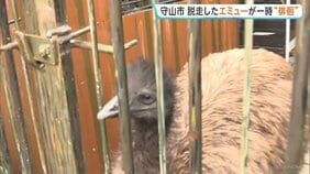 逃げた“エミュー”を捕獲　「ダチョウが徘徊している」と通報　移動動物園の経営者宅から脱走　滋賀・守山市の住宅街|TBS NEWS DIG