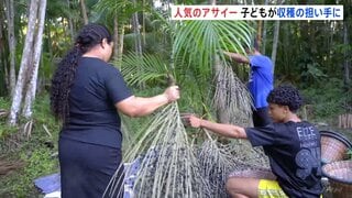 人気のフルーツ「アサイー」世界的ブーム　収穫現場ブラジルでの光と影　子供が収穫の担い手に「児童労働」と問題視も…| TBS CROSS DIG with Bloomberg