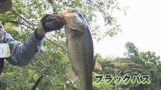 高岡古城公園で外来種の捕獲会 “釣って”生態系を守る 2時間で計42匹捕獲 2年前“目撃情報”アリゲーターガー捕獲できず 富山 | 富山のニュース|天気・防災|チューリップテレビ