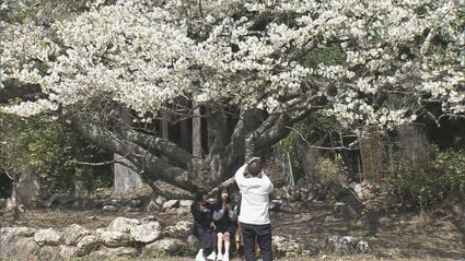 訪問着 染大島 絞り 雪輪に桜の花 鉄色 K-5789 訪問着 染大島 絞り 雪輪に桜の花 鉄色 K-5789 【公式通販】