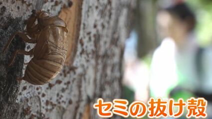 クマゼミの抜け殻 1500匹 img_a0bab7f2a0a1798261201637de