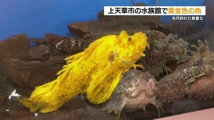 天然記念物　超レア　水入り　黄色流砂 黄金色のオニオコゼ 突然変異！？ 熊本県上天草市で展示中 | 熊本の