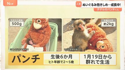 がんばれ！子ザルの「パンチくん」 ぬいぐるみの“お母ちゃん”抱きしめ