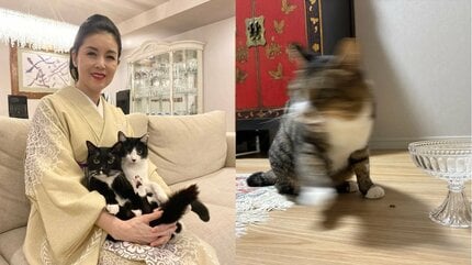 ねこ 】藤あや子さんの保護猫「じゃこ天」 食後「爆速で退散」姿がブレ