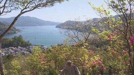 普通のツツジより大きめの「オンツツジ」が見頃 ことしは遅めの開花 湾