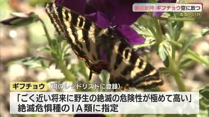 ごく近い将来に野生の絶滅の危険性が極めて高い」絶滅危惧種IA類の