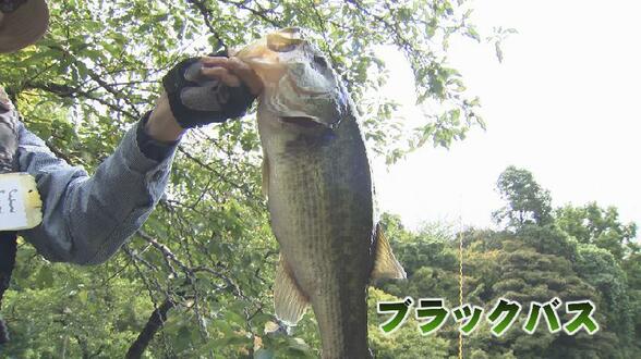 高岡古城公園で外来種の捕獲会　“釣って”生態系を守る　2時間で計42匹捕獲　2年前“目撃情報”アリゲーターガー捕獲できず　富山　|　富山のニュース｜天気・防災｜チューリップテレビ