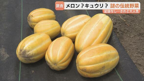 “メロンのご先祖様”? 謎多き伝統野菜「まくわ」「まっか」を調査 復活目指す生産者も 富山 | 富山のニュース|天気・防災|チューリップテレビ