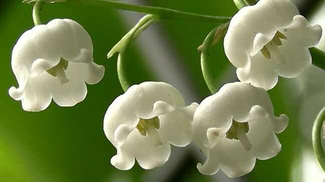 花言葉は「純潔」 哲多町でそよ風にゆれる約2万本の可憐なスズラン 釣鐘状の純白の花が一面に【岡山・新見市】|TBS NEWS DIG