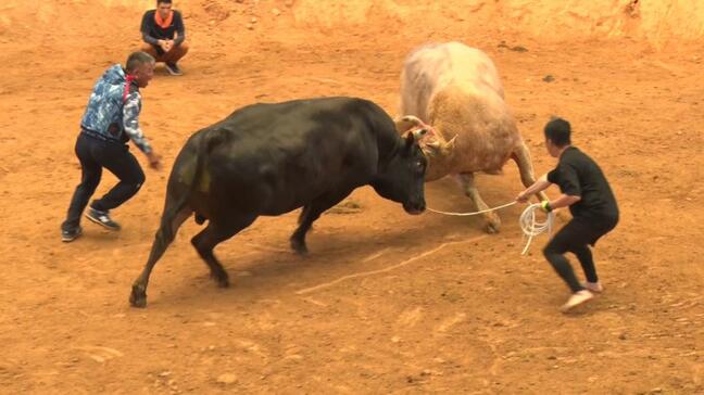 900キロと900キロのぶつかり合い！熱戦でお父さんを労う「父の日大闘牛大会」|TBS NEWS DIG