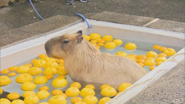 「めっちゃかわいい、癒されます」22日は冬至 カピバラのウーロンくん、「ゆず湯」につかってほっこり|TBS NEWS DIG