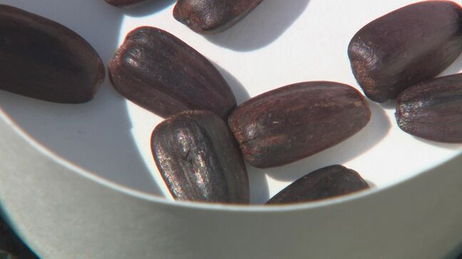 交通事故で亡くなった男の子が大切に育てていたヒマワリ　警察本部で種まき|TBS NEWS DIG