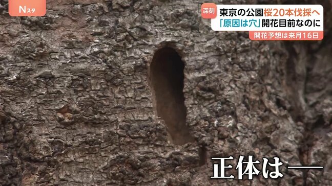 桜の開花まで18日なのに…都内の公園で20本を伐採「原因は複数の穴」|TBS NEWS DIG