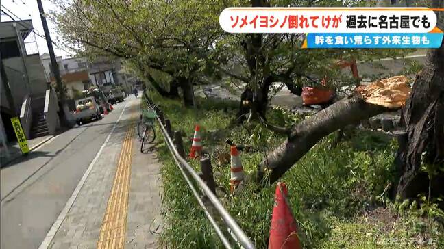 相次ぐ桜の“倒木” ソメイヨシノは老木化…幹を食い荒らす“外来生物”も 名古屋では“ジンダイアケボノ”への植え替え進む|TBS NEWS DIG