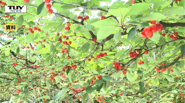 県が最新のさくらんぼの生育状況公表 収穫時期は例年より2日ほど早まる見込み 予想収穫量は平年比7割~8割の水準(山形)|TBS NEWS DIG