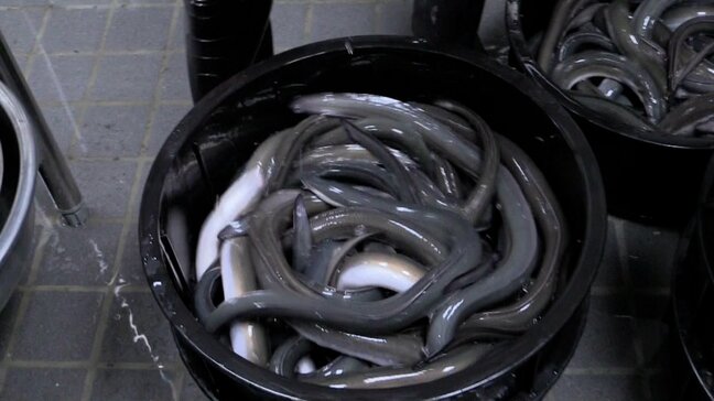 夏の風物詩に異変？　ＥＵがニホンウナギの取引規制を提案　価格高騰？ウナギ料理店「廃業のおそれも･･･」|TBS NEWS DIG