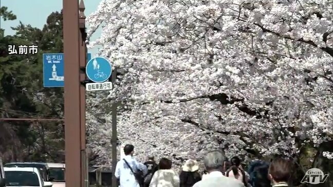 外濠のサクラが『満開』に！　春晴れで桜花爛漫「弘前さくらまつり」朝からにぎわう　観光客も「弘前のサクラが一番きれい」|TBS NEWS DIG