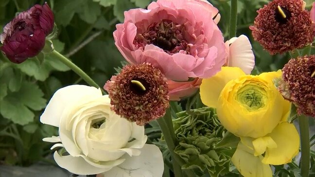 ホワイトデーのプレゼントにいかが?　「ラナンキュラス」の収穫が高千穂町などでピークに|TBS NEWS DIG