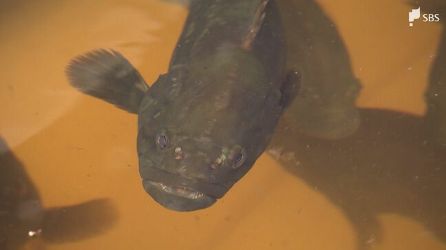 「クエタマ」ってなんだ? 成長早く非常においしい魚だと評判 ガス会社が“珍しい魚”の養殖に挑戦=静岡|TBS NEWS DIG