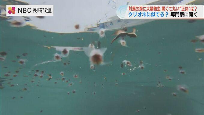 【動画あり】丸くて黒い"謎の物体"ふわふわ大量…生き物？よく見ると真珠の光沢　その正体は　長崎・対馬|TBS NEWS DIG