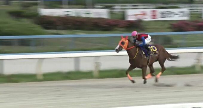 国内重賞レース最多勝利記録を持つ名馬・ハクサンアマゾネスが引退式・金沢競馬|TBS NEWS DIG