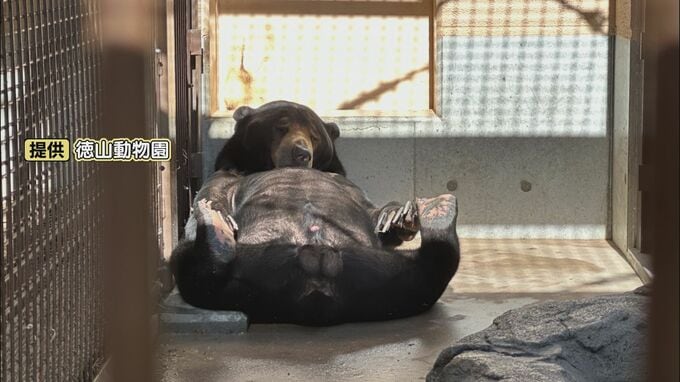 国内に１５頭！マレーグマ・ウメキチの大胆な寝相が話題に　飼育担当者は「これぞウメキチ」|TBS NEWS DIG
