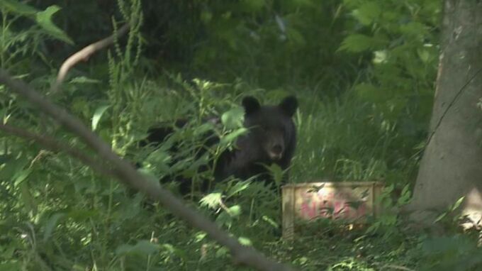 自宅の庭でクマに襲われ70代の男性が救急搬送 腰などかまれ軽傷 ツキノワグマか　4月から目撃情報97件 けがをしたのはことし初めて  岐阜・高山市　|　名古屋・愛知・岐阜・三重のニュース【CBC news】 | CBC web