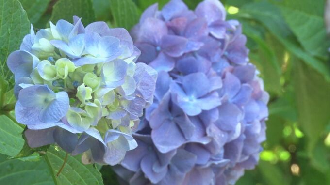 アジサイ寺はすでに満開も…平年から２週間遅れの「梅雨」まだ来ない　|　BSSニュース | BSS山陰放送