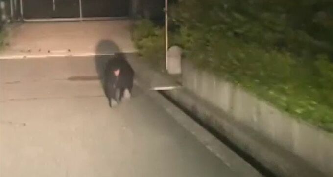 クマ今年は目撃ゼロ ＡＩカメラや捕獲用の檻を設置 金沢市が連携強化へ会議|TBS NEWS DIG