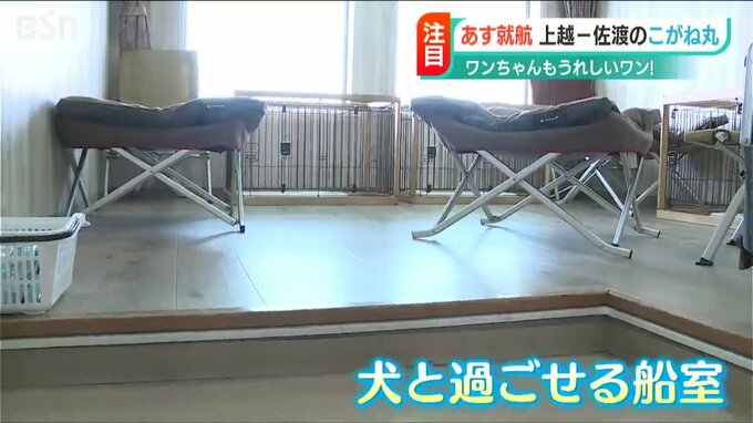 ペットも船内で羽を伸ばす?!「ドッグラン」もあるカーフェリーが新たに就航　新潟県 佐渡汽船　|　新潟のニュース・天気｜BSN NEWS｜BSN新潟放送