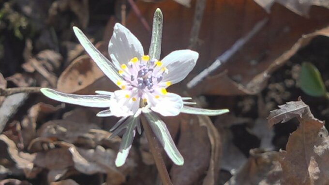 「春の妖精」と呼ばれる可憐な花　セツブンソウが市川三郷町で見頃を迎える　|　山梨のニュース | ＵＴＹテレビ山梨