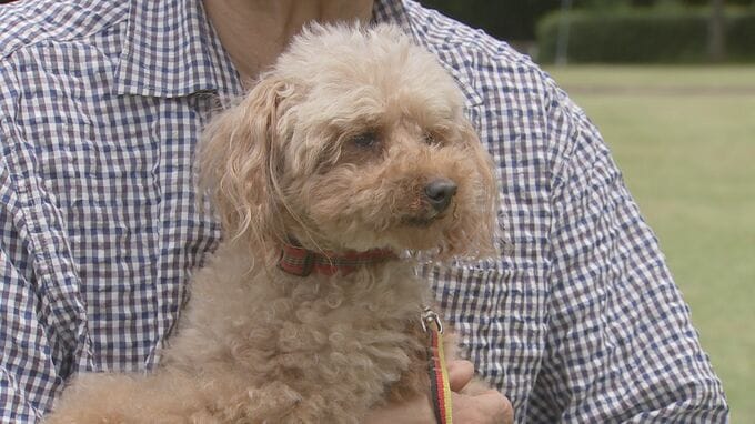 トイプードル警察犬「エリー」行方不明の女性発見に貢献　追いかけるのは警察犬の母「アンズ」の背中　茨城・大子町|TBS NEWS DIG