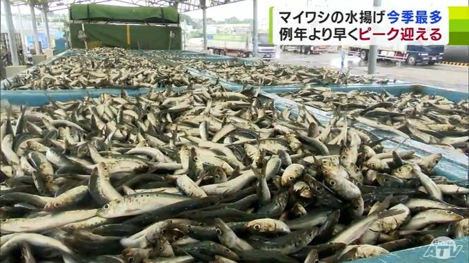 「15年ぶり」青森県周辺の沖合でマイワシ　八戸港でマイワシの水揚げが本格化　11日は今シーズン最多の1890トンが水揚げ　|　青森のニュース│ATV NEWS│青森テレビ