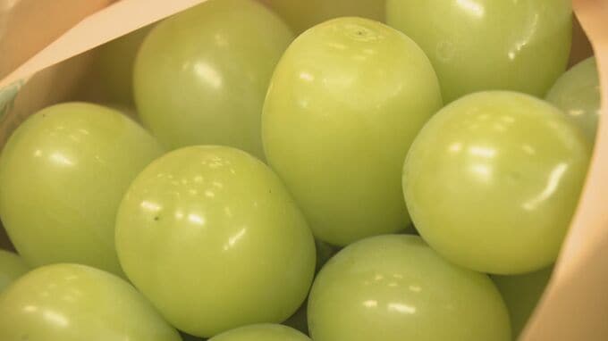 品質も高く！ハウス栽培のシャインマスカット出荷始まる　長野・須坂市　|　SBC NEWS | 長野のニュース | SBC信越放送