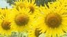 福島へ届け…東日本大震災からの復興願う3万本のヒマワリ　大輪の花が満開に　|　大分のニュース｜OBS NEWS｜大分放送