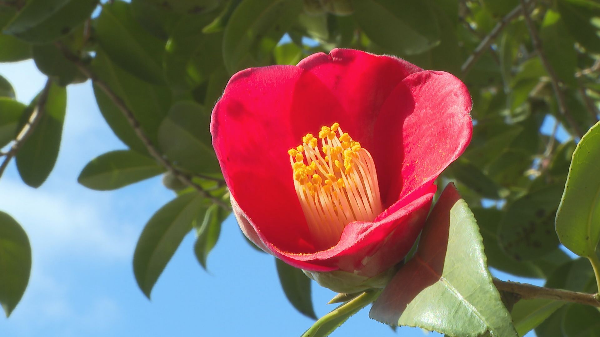 猛暑の影響で過去4番目に遅い開花 ヤブツバキが咲き始める 21日から”椿