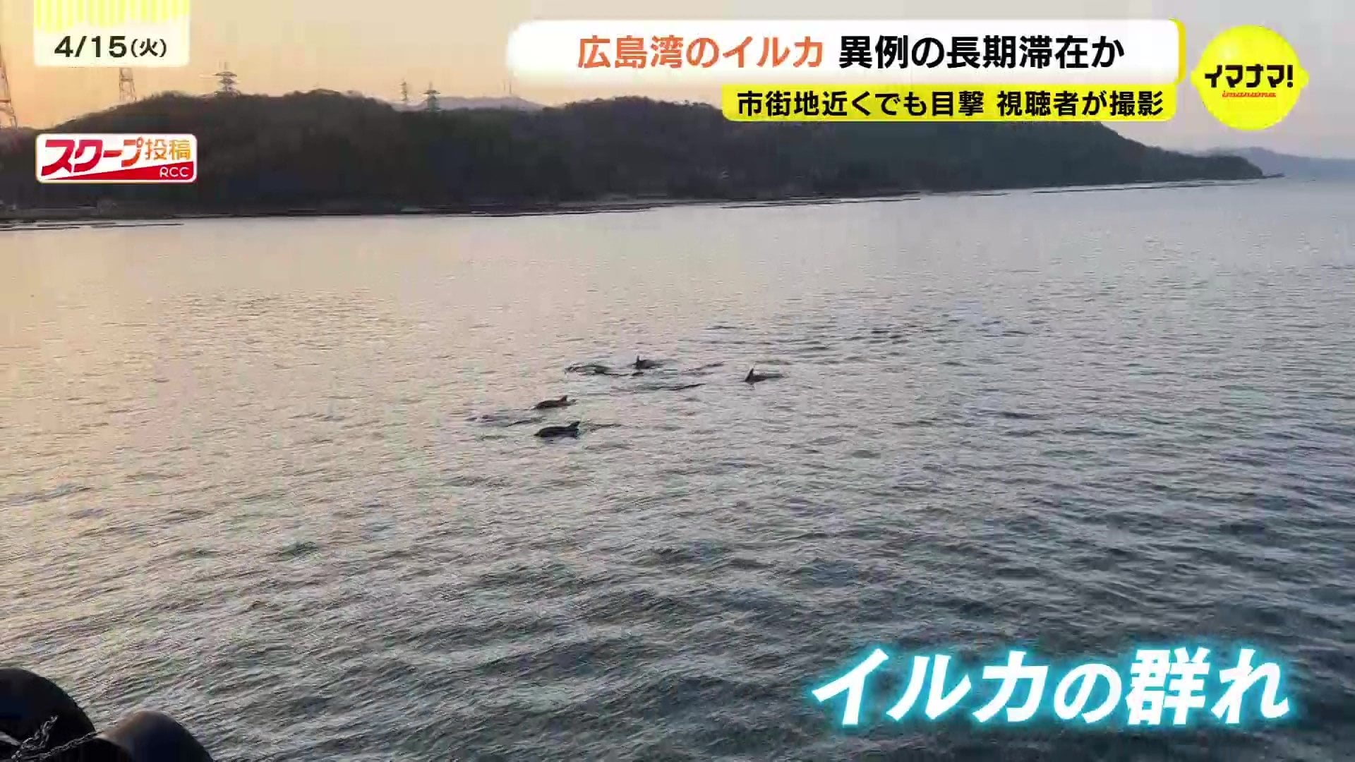 目撃情報多数”広島湾にイルカの群れ エサを追いかけ暖かい海域から