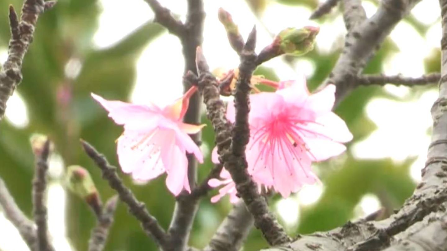 奄美市に淡いピンクの花 「ヒカンザクラ」開花宣言 平年より1日遅い