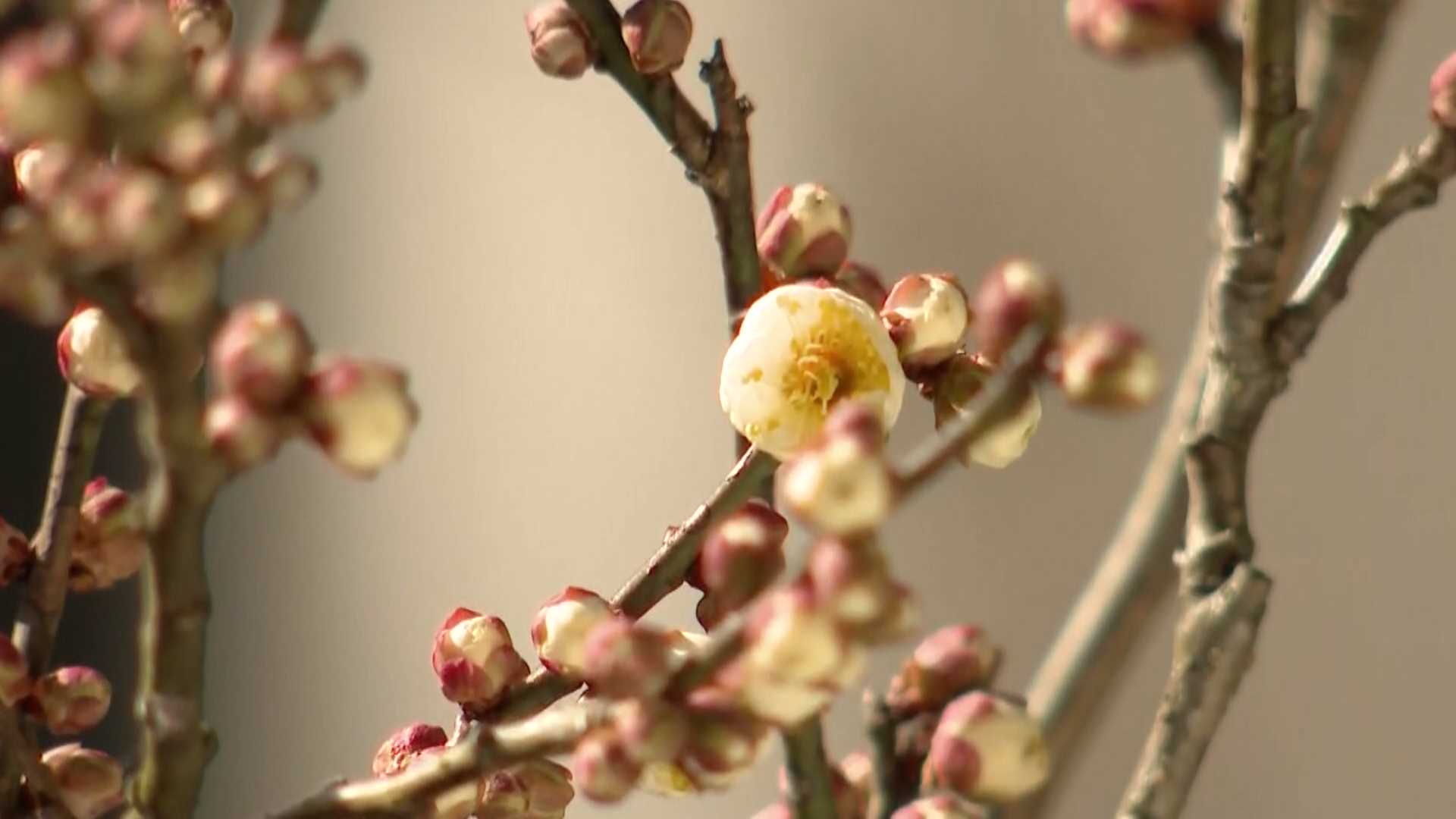 バレンタインデーに菅原道真公ゆかりの「飛梅」やっと開花 夏の記録的