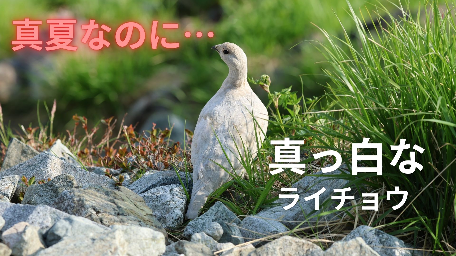 どうしてこんな姿？真夏なのに“真っ白” 発見者「あまりにも神々しく