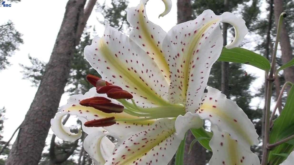 景勝地・碁石海岸で遊歩道のまわりに白いヤマユリの花 甘い香りを漂わ